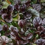 Ajuga Black Scallop