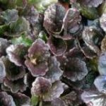 Ajuga Catlins Giant