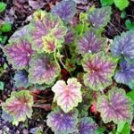 Heuchera Marvelous Marble