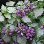 Lamium Ghost