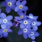 Myosotis Bluesylva