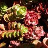 Sedum Fuldaglow