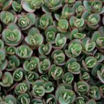 Sedum Lime Zinger