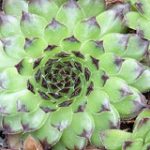 Sempervivum Black