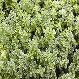 Thyme Varigaited Lemon