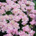 Armeria