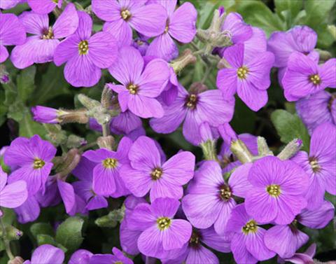 Aubrietia Audrey Light Blue