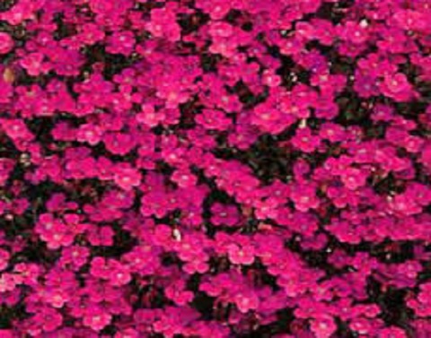 Aubrietia Red Cascade