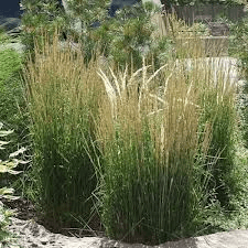 Calamagrostis Overdam