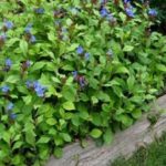 Ceratostigma Plumbago