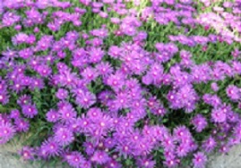 Delosperma Purple