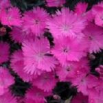 Dianthus Firewitch