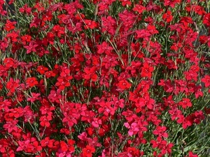 Dianthus Flashing Lights