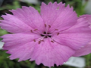 Dianthus Rupert's Pink