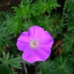 Geranium Vision Violet