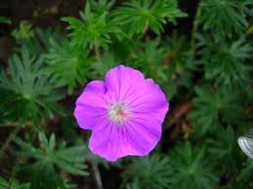 Geranium Vision Violet