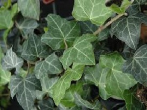 Hedera Baltic Ivy