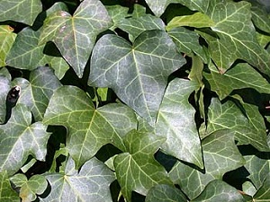 Hedera English Ivy