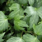 Hedera Rippleleaf Ivy