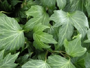 Hedera Rippleleaf Ivy