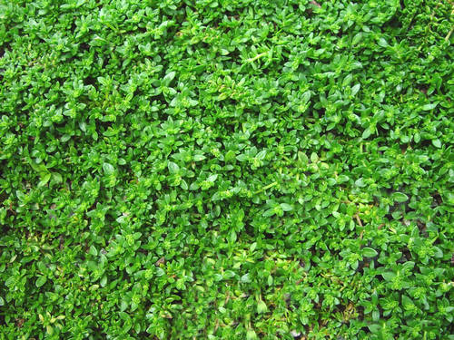 Herniaria Green Carpet