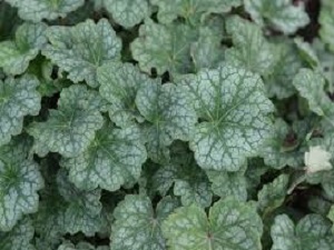 Heuchera Dale's Strain