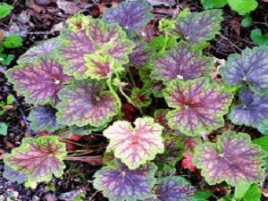 Heuchera Marvelous Marble