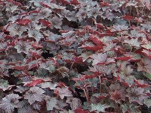 Heuchera Palace Purple