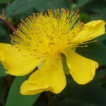 Hypericum Saint Johns Wort