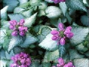 Lamium Purple