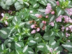 Lamium Shell Pink