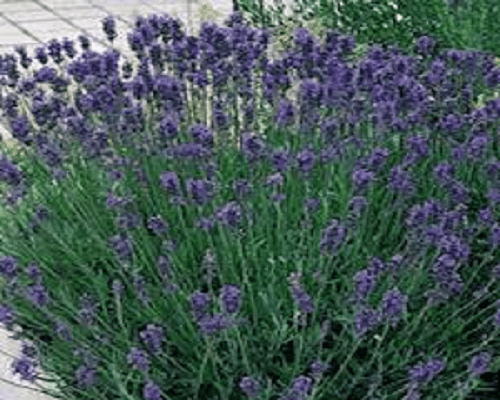 Lavandula Munstead