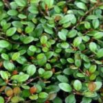 Muehlenbeckia Creeping Wire Vine