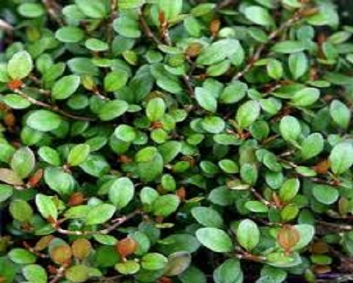 Muehlenbeckia Creeping Wire Vine