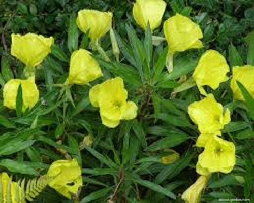 Oenothera Missouiensis