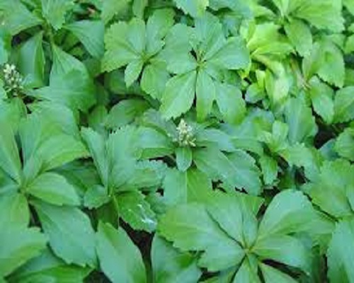 Pachysandra