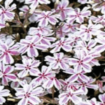 Phlox Candy Stripe