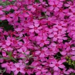 Phlox Emerald Pink