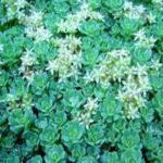 Sedum White Diamond