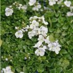 Veronica Creeping Speedwell