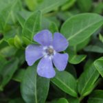 Vinca Bowles