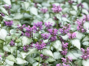 Lamium Orchid Frost